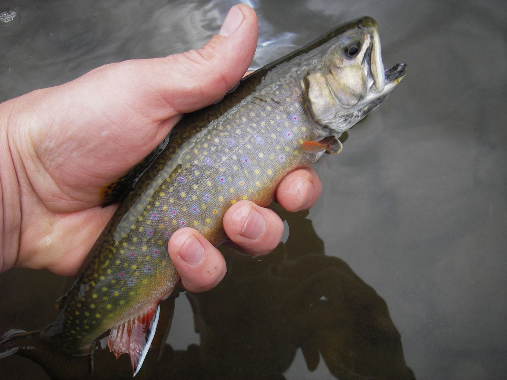 Brook trout released